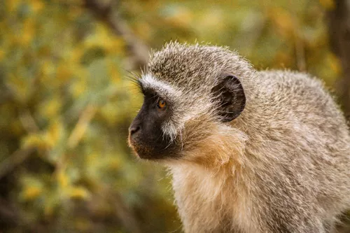 Comprendre l’épidémie de variole du singe en France